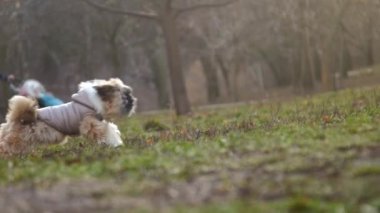 fuzzy shitzu puppy runs to girl owner in park closeup