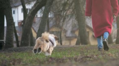 shitzu dog in grey jacket runs along green meadow to owner