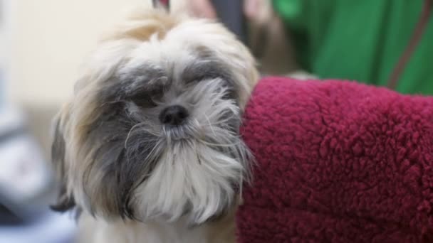 Owner holds trembling puppy while shearing in dog salon — Stock Video