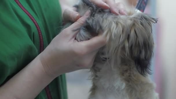 Тревожный щенок на поводке сидит в салоне, ожидая стрижки — стоковое видео