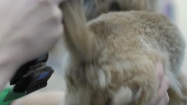 Úzkostlivé štěně na vodítku sedí v salonu a čeká na stříhání — Stock video