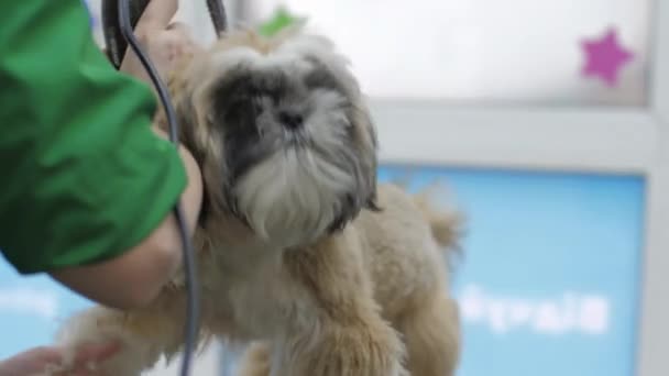 Salon specialist performs service shaving shih tzu puppy fur — Stock Video