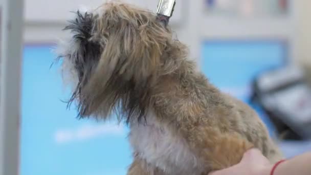 Работник по уходу за собаками сушит мех щенка к выставке — стоковое видео