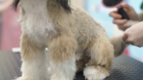 일꾼 들은 행사를 위해 개를 준비 할 때 강아지털에 주름을 만든다 — 비디오