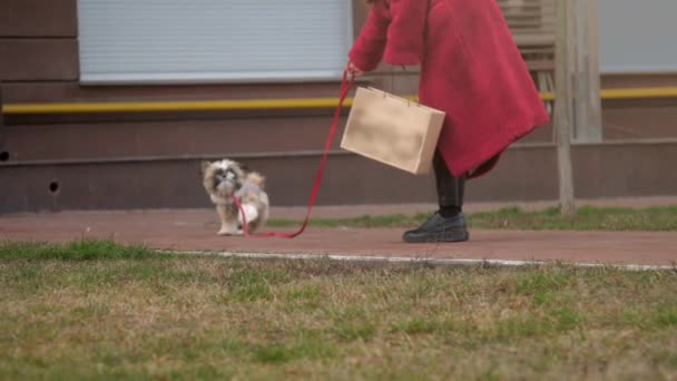 Girl in long red coat walks with dog in jacket strokes pet — Stockvideo