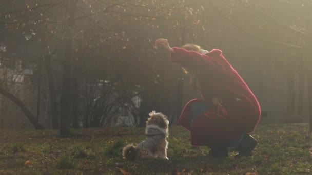 Brunette trains shitzu dog in grey jacket on park meadow — ストック動画