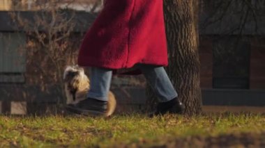 lady in red coat trains fuzzy shitzu puppy on green lawn