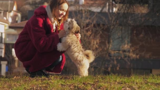 Rubia en rojo abrigo mascotas shitzu cachorro de pie en las patas traseras — Vídeos de Stock