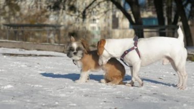 Shih tzu köpek yavrusu güneşli bir günde bahçedeki köpek yavrusuyla oynar.