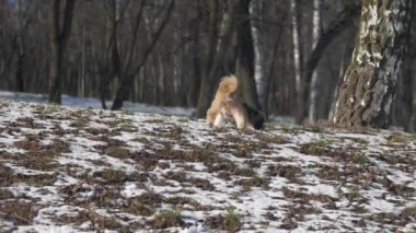 Shih tzu köpeği ormanda yürüyor karla kaplı toprakları kokluyor.