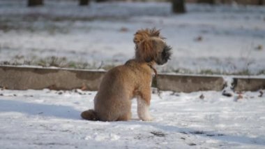 Kayıp küçük köpek, üzgün gözlerle çevreye bakıyor.