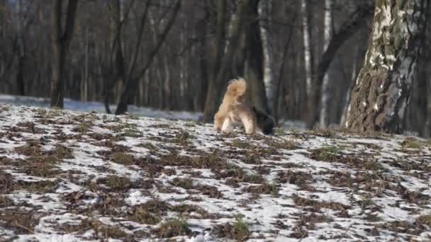 Shih tzu pies spacery w lesie wąchanie ziemi pokryte śniegiem — Wideo stockowe