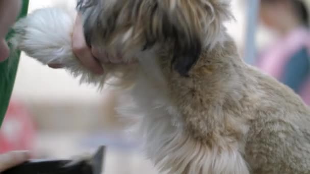 Работник салона отрезает лишние волосы щенка электрической бритвой — стоковое видео