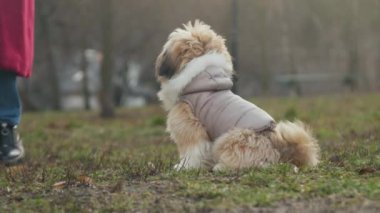 Genç kadın çayır boyunca yürüyor ve köpek sahibinin peşinden koşuyor.