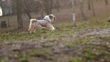 Tüylü tüylü, gri ceketli komik köpek sahibine koşuyor.