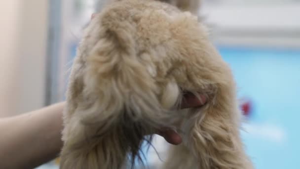 Ветеринар бреет мех щенка с помощью триммера для собак — стоковое видео