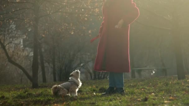 Chica de abrigo rojo juega con divertido perro shitzu en chaqueta marrón — Vídeos de Stock