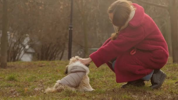 Joven mujer en rojo abrigo mascotas divertido perro shitzu en prado — Vídeos de Stock