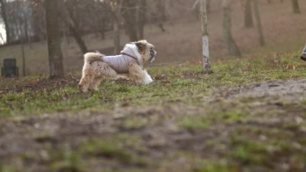 Divertido perro shitzu con pelaje borroso en chaqueta gris corre a dueño — Vídeo de stock