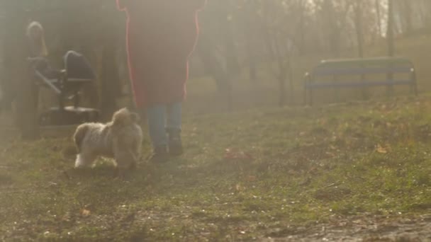 Funny shitzu dog runs near woman owner along autumn park — Αρχείο Βίντεο