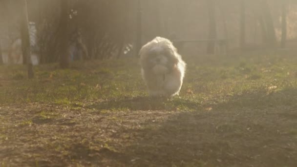 Kıvırcık kürklü komik köpek sonbahar güneşi altında koşar. — Stok video