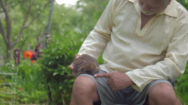 Ouriço senta-se na perna do homem maduro no parque câmera lenta — Vídeo de Stock