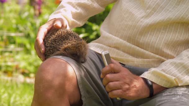 Hombre maduro toma la foto de erizo en la pierna en el parque verde — Vídeos de Stock