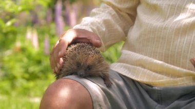 Şortlu yaşlı adam güneşli parkta sevimli kirpiyi okşadı