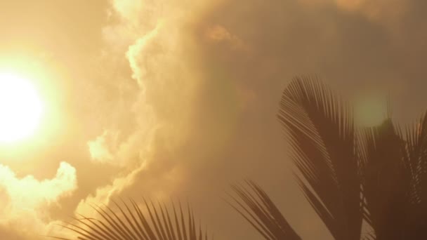 Sol brillante rodeado de nubes brilla en la palmera — Vídeo de stock