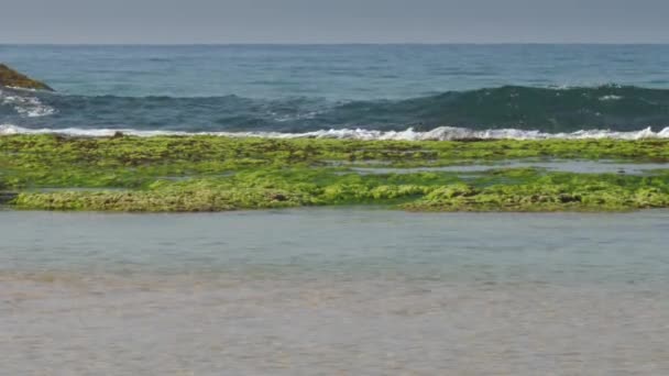 Côte Mer Avec Mousse Verte Grandes Vagues — Video