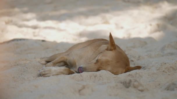 Chien Dormant Sur Plage Sable — Video