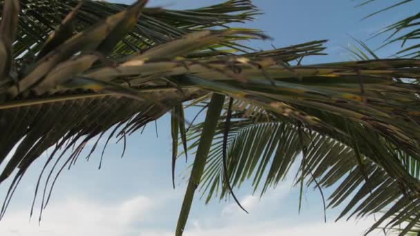 Palm Tree Branches Sky Background — Stock Video