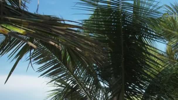 배경에 야자나무 가지들 — 비디오