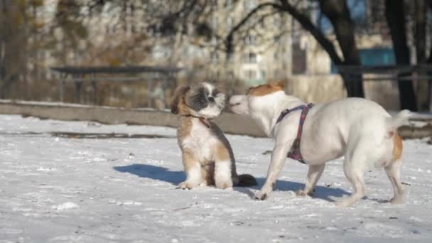 Shih tzu köpek yavrusu güneşli bir günde bahçedeki köpek yavrusuyla oynar. — Stok video
