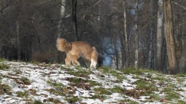 Filhote de cachorro caminha na neve terra cheirando grama e à procura de comida — Vídeo de Stock