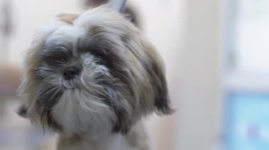 Tasmalı yavru köpek kuaförde oturup makas kesmeyi bekliyor.