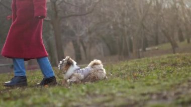Gri ceketli köpek elinde küçük bir ağaç brunch 'ıyla sahibine koşuyor.