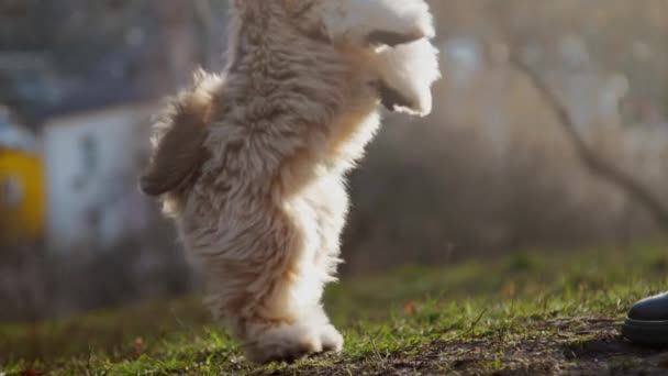 Активный shitzu собака с пушистым мехом прыгает и играет с владельцем — стоковое видео