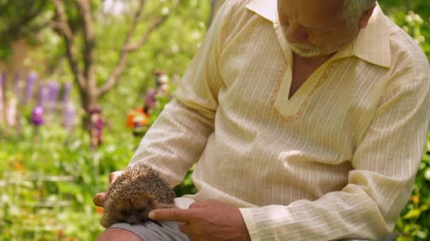 Hombre mayor acaricia erizo en hermoso jardín de verano — Vídeo de stock