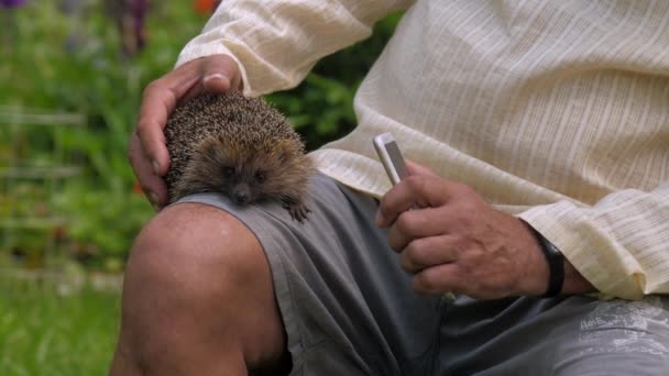 Reifer Mann fotografiert Igel auf Bein in grünem Park — Stockvideo