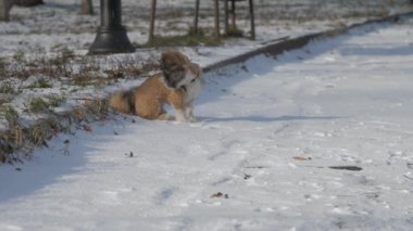 Kayıp köpek yavrusu kar üzerinde oturur ve favori sahibine koşar.
