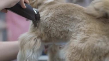 Veteriner köpekleri tıraş etmek için köpek kürkü kullanıyor.