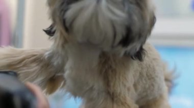 Veteriner köpekleri tıraş etmek için köpek kürkü kullanıyor.