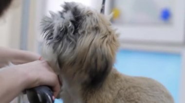 Kuaför, shih tzu köpek kürkünü traş ederek hizmet veriyor.
