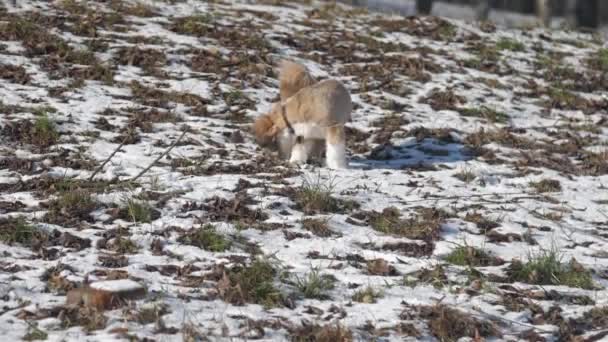 Shih tzu hund promenader i skogen sniffa mark täckt med snö — Stockvideo