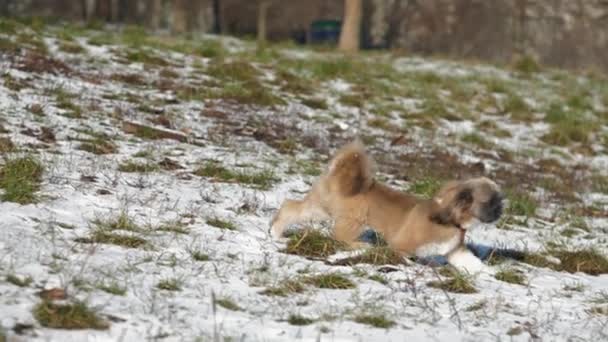 Shih tzu puppy wandelingen in de winter park draait op sneeuw land — Stockvideo