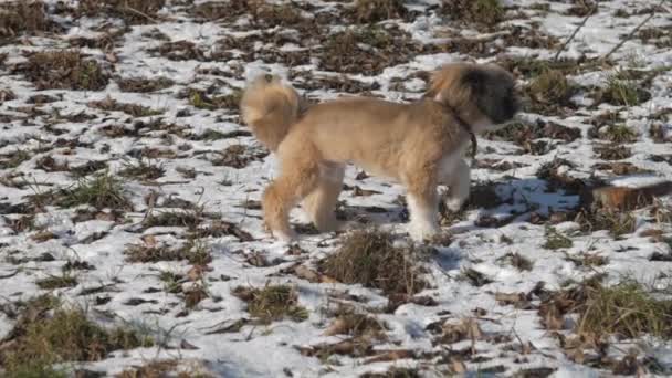 Yavru köpek kar üzerinde yürüyor çimenleri kokluyor ve yiyecek arıyor. — Stok video