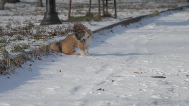 Cucciolo perso si siede sulla terra di neve e corre al proprietario preferito — Video Stock