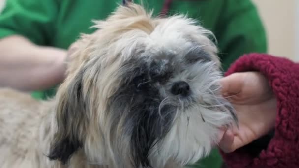 Owner holds trembling puppy while shearing in dog salon — Stock Video