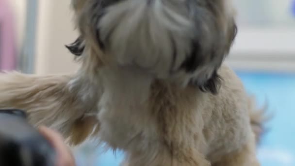 Veterinární pracovník holí štěně kožešiny pomocí trimru pro psy — Stock video